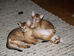 Carmen, Cosima & Circe